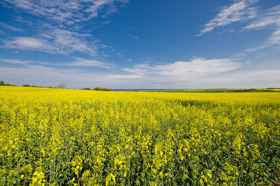 Rape field with the Baltic Sea in the background, Ostholstein, Schleswig-Holstein, Germany