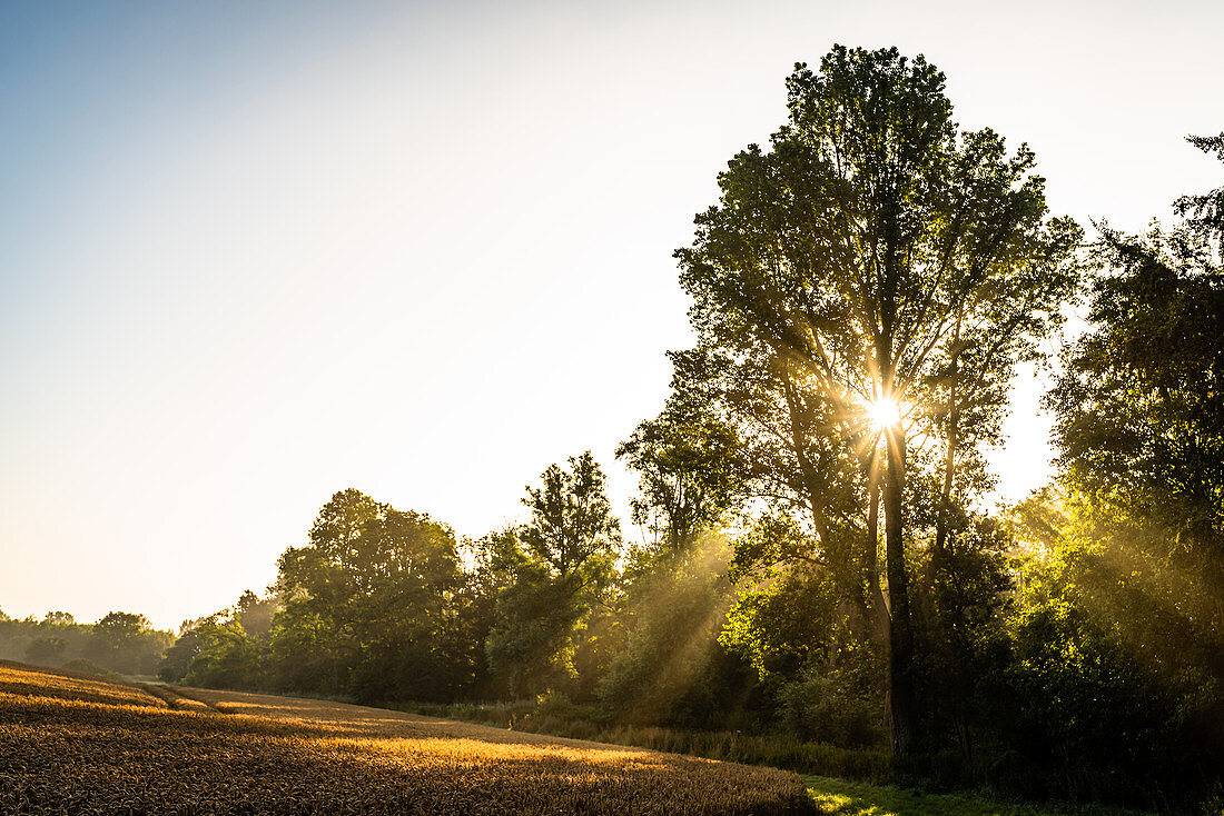 Sonnenaufgang über einem Weizenfeld in Ostholstein, Schleswig-Holstein, Deutschland