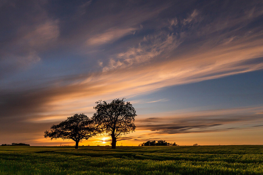 2 oaks in the barley field, evening light, Ostholstein; Schleswig-Holstein, Germany