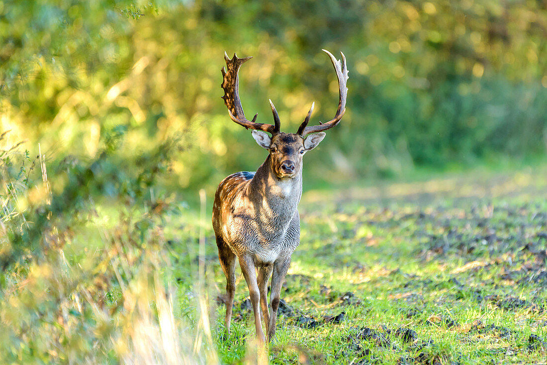 Fallow deer at the edge of the forest, Rellin, Ostholstein, Schleswig-Holstein, Germany