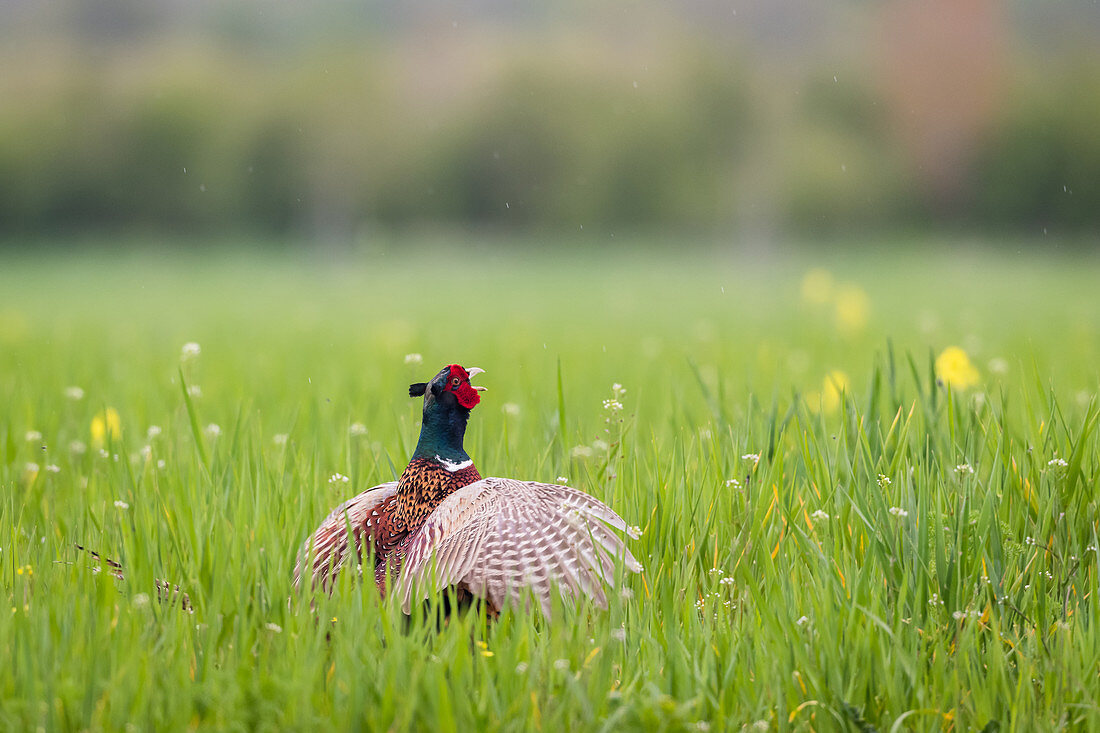 Pheasant, male, on a grass field, Klostersee, Ostholstein, Schleswig-Holstein, Germany