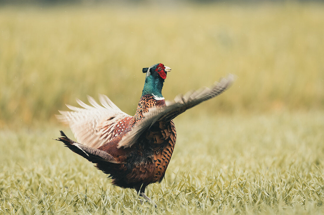 Pheasant, male, on a grass field, Klostersee, Ostholstein, Schleswig-Holstein, Germany