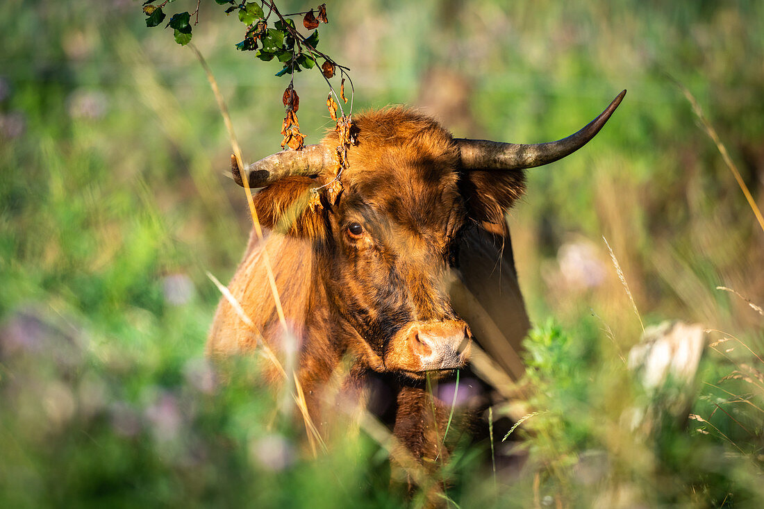 Galloway cattle in Ostholstein, Schleswig-Holstein, Germany