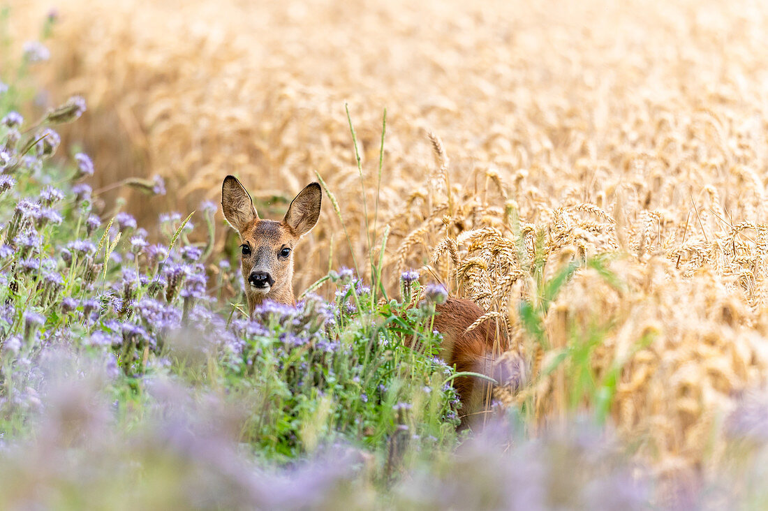 Roe deer, young and female on the flower strip and wheat field, Georgshof, Ostholstein, Schleswig-Holstein, Germany