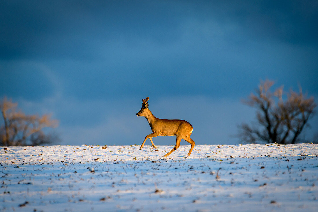 Roebuck at the blue hour on a snow-covered field, Seegalendorf, Ostholstein, Schleswig-Holstein, Germany