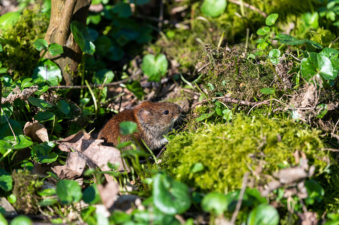 Wood mouse, Seegalendorf, Ostholstein, Schleswig-Holstein, Germany