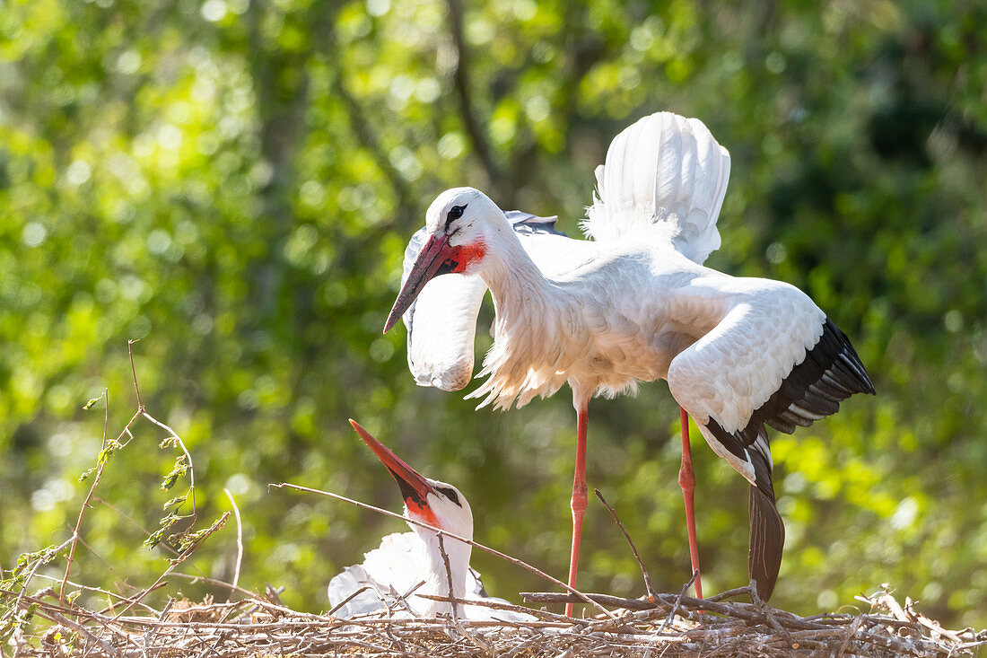 Storks, old stork with young stork in the nest, Haus Avalon, pit, Ostholstein, Schleswig-Holstein, Germany