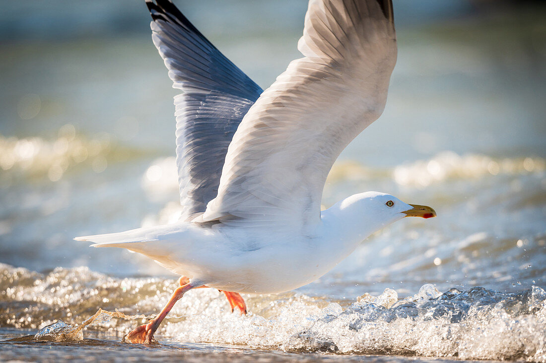 Seagull strides in the Baltic Sea, Ostholstein, Schleswig-Holstein, Germany