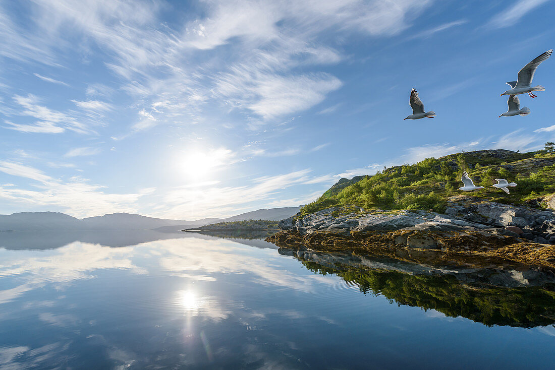 Morgenstimmung mit Möwen im Fjord von Lauvsnes, Tröndelag, Norwegen