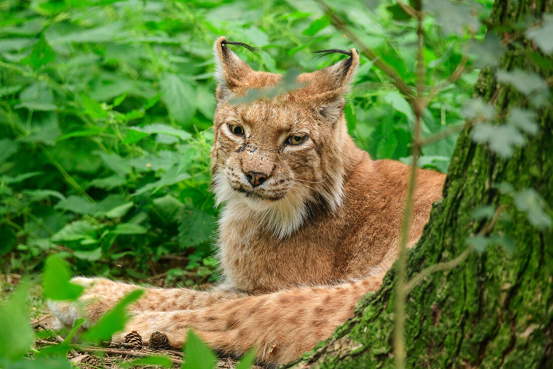 Luchs, Lynx, Wildpark Poing, Oberbayern, Bayern, Deutschland
