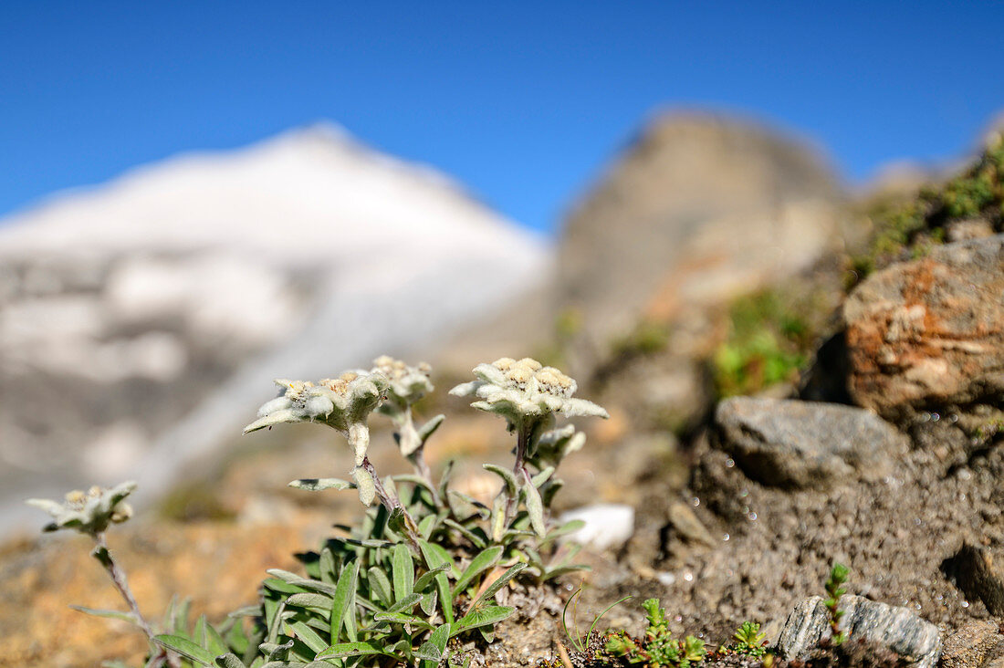 Edelweiss with Johannisberg out of focus in the background, Glockner Group, Hohe Tauern, Hohe Tauern National Park, Carinthia, Austria