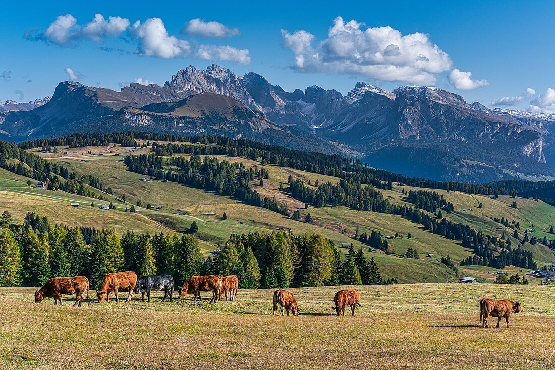 Grasende Kühe mit einem atemberaubenden Ausblick auf die umliegende Berglandschaft auf der Seiser Alm in Südtirol, Italien