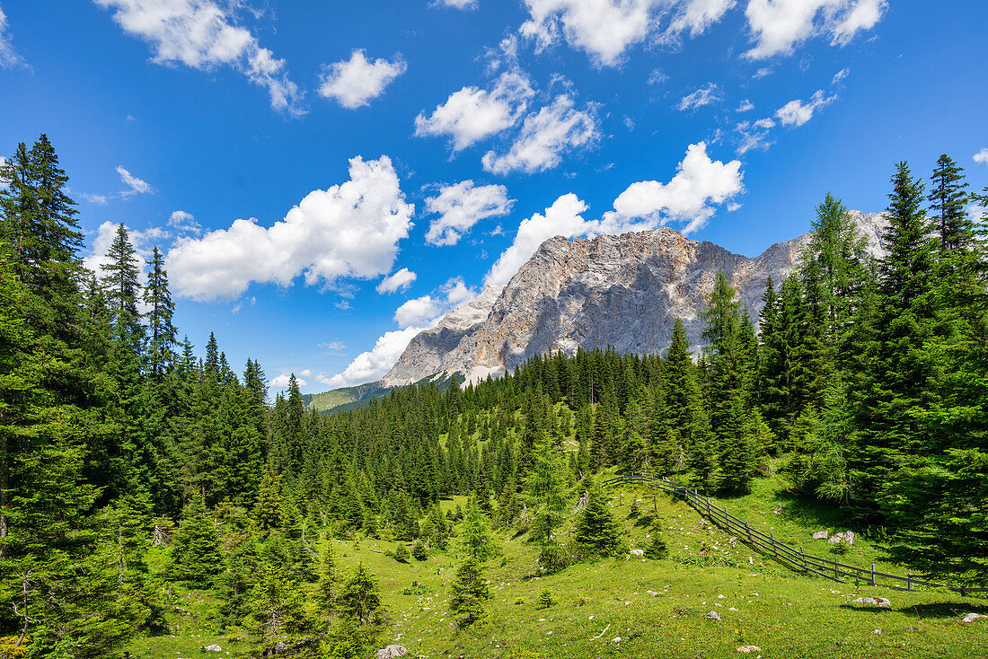 Blick durch den Bergwald auf die Zugspitze im Sommer, Ehrwald, Tirol, Österreich