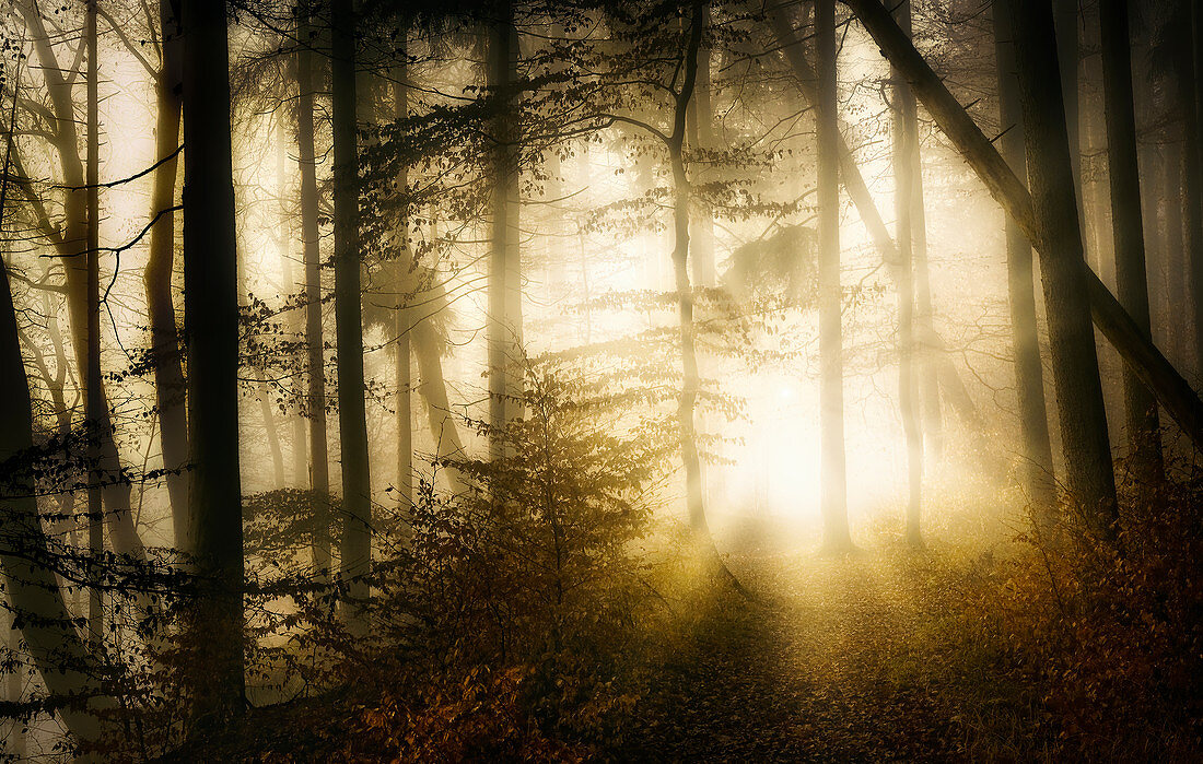 Sonnenstrahlen im nebeligen, schneefreien Winterwald, Wald in Bayern, Oberbayern, Deutschland