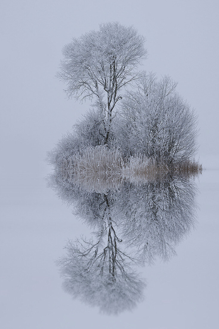 Small group of trees in winter in Kochelmoos, Kochel am See, Upper Bavaria, Bavaria, Germany