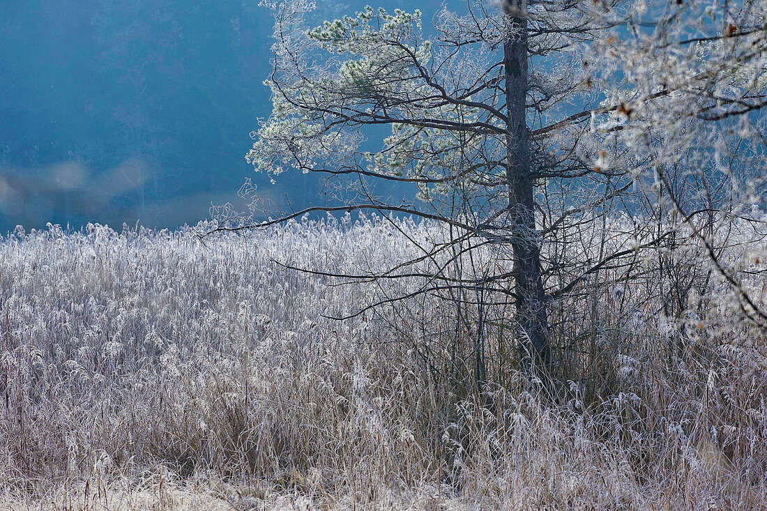 Hoar frost in the forest at the Easter lakes