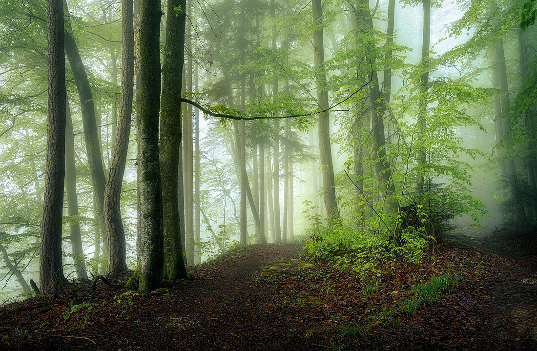 Morning in the spring beech forest, Bavaria, Germany