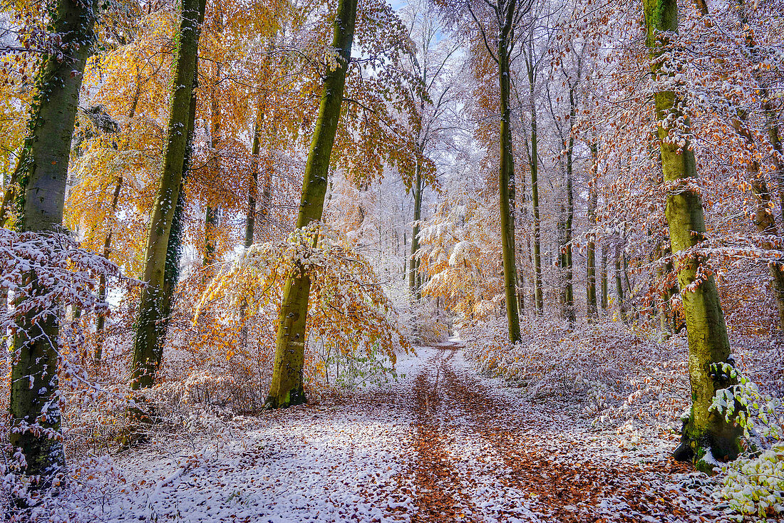 Überraschender Schneefall im Herbst, Wald am Isar Hochufer, Baierbrunn, Bayern, Deutschland