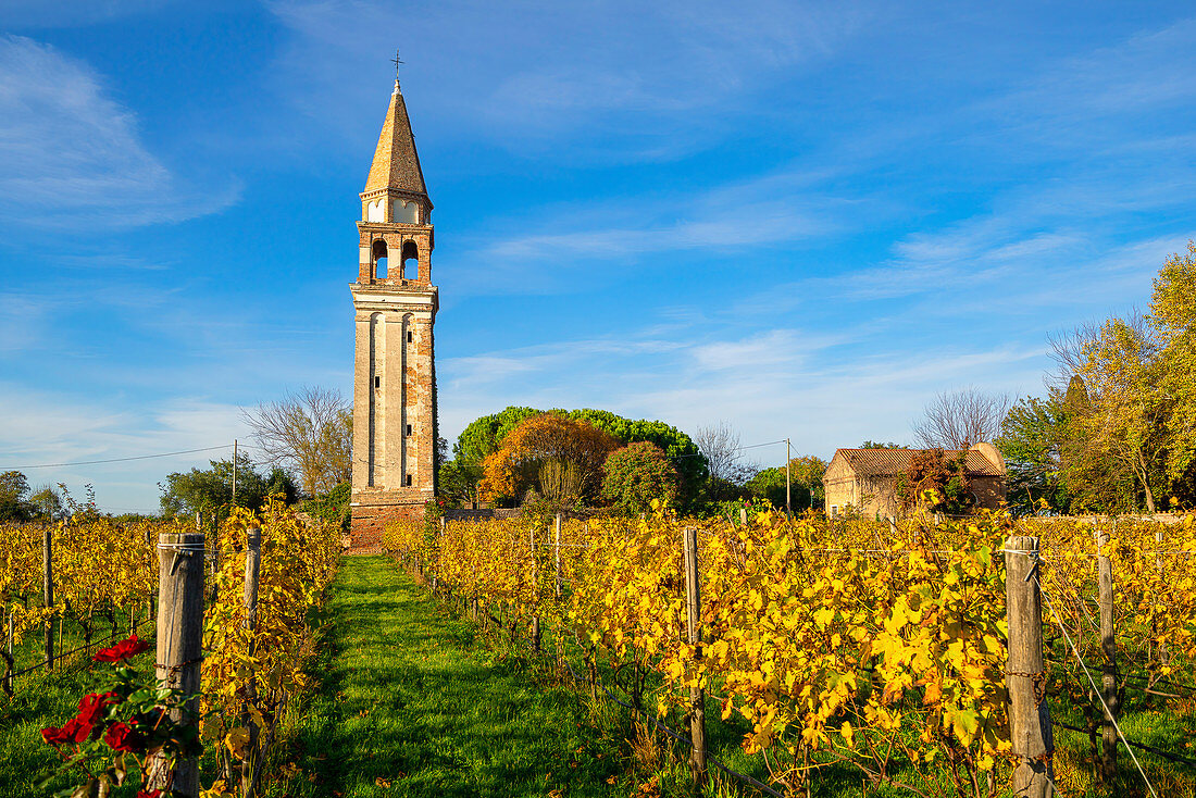 Old church tower in the vineyard on Mazzorbo island, Burano, lagoon, Veneto, Italy