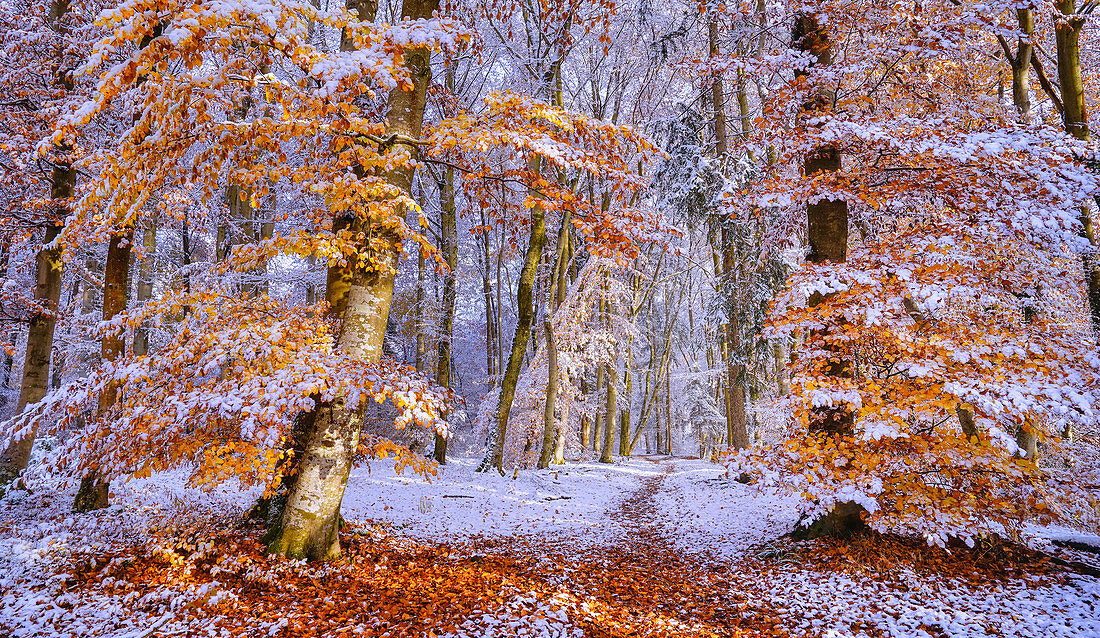 European beeches in autumn after the first snowfall, Isar Hochufer, Baierbrunn, Bavaria, Germany