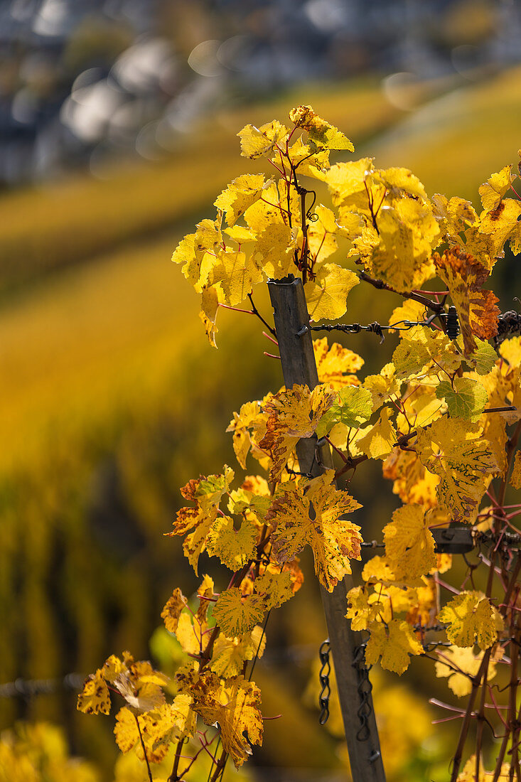 Golden October in the vineyard, Winningen, Moselle, Rhineland-Palatinate