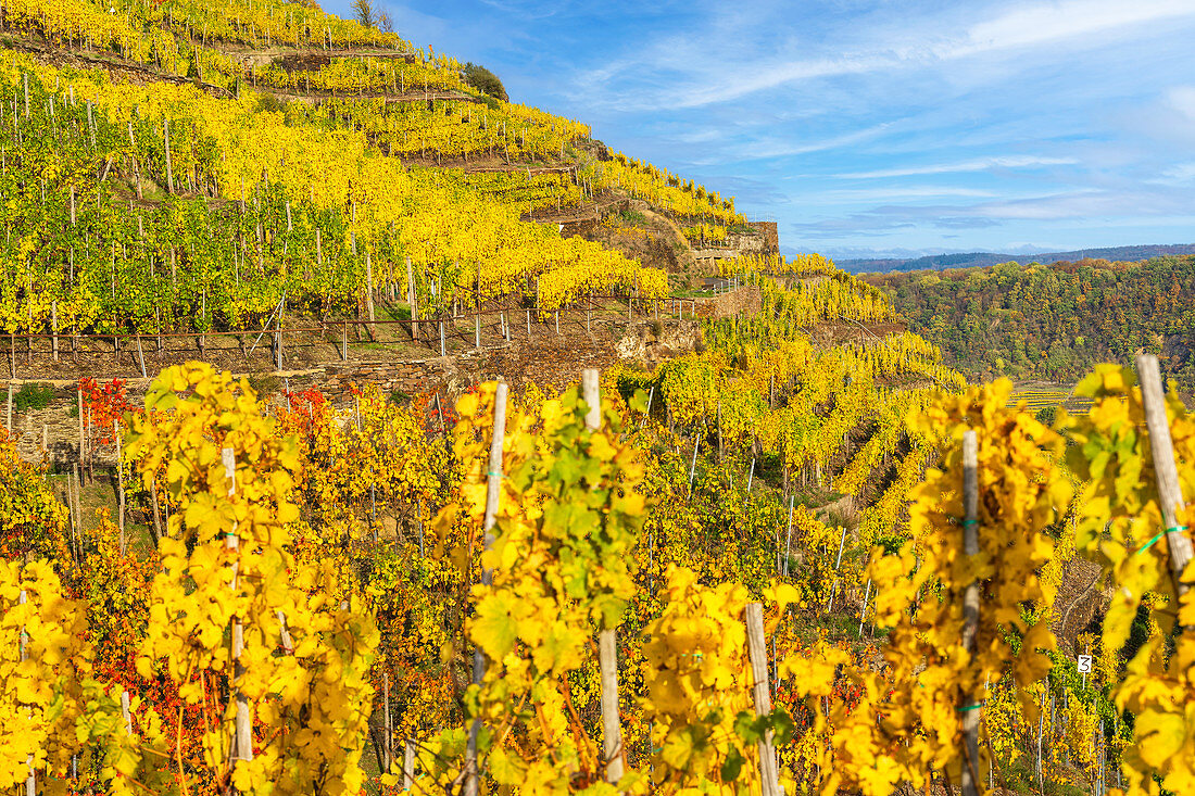 Autumn in the vineyards near Winningen on the Moselle, Rhineland-Palatinate, Germany