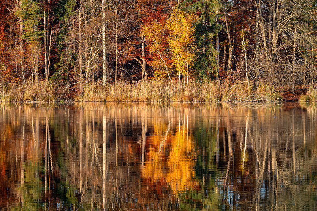 Das Ufer einer Ostersee Insel an einem Novembermorgen, Iffeldorf, Oberbayern, Bayern, Deutschland