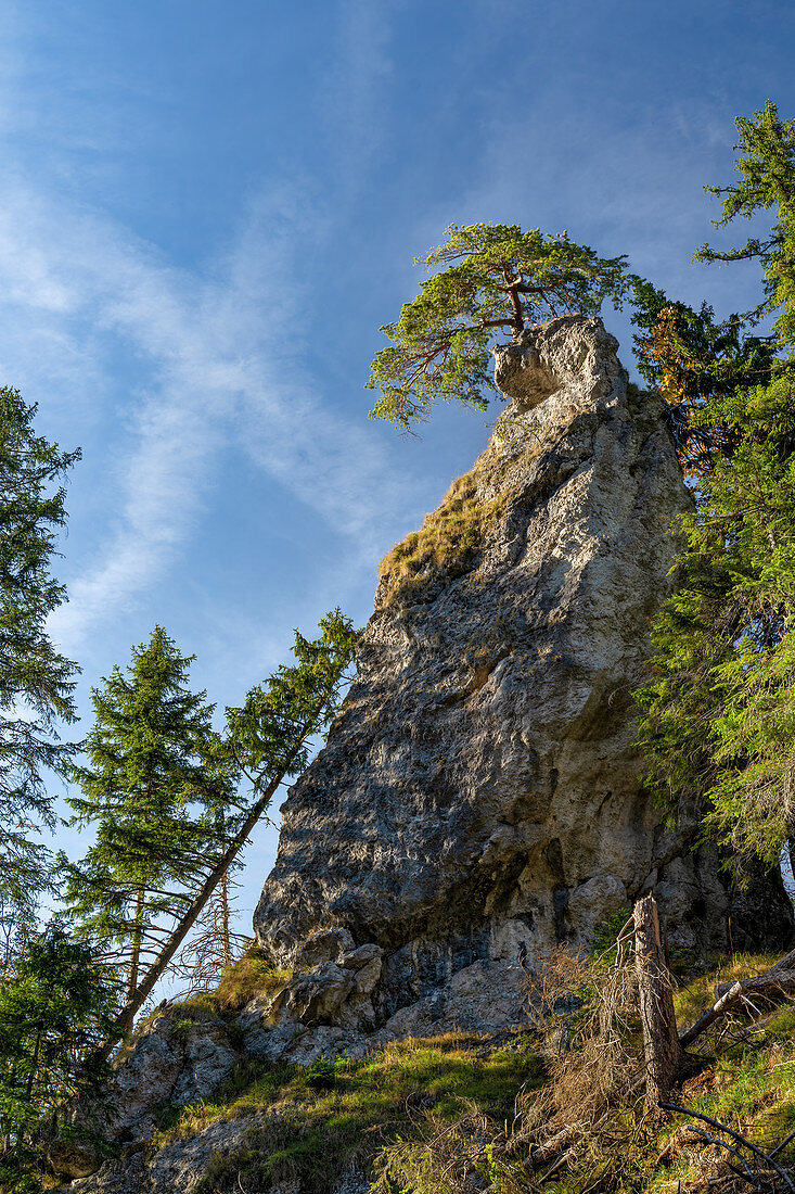 Mountain pine on a rock, Ohlstadt, Upper Bavaria, Bavaria, Germany