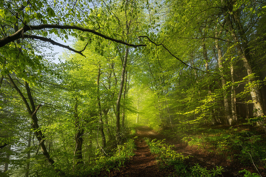 Morgenspaziergang im Frühling im Buchenwald, Oberbayern, Bayern, Deutschland