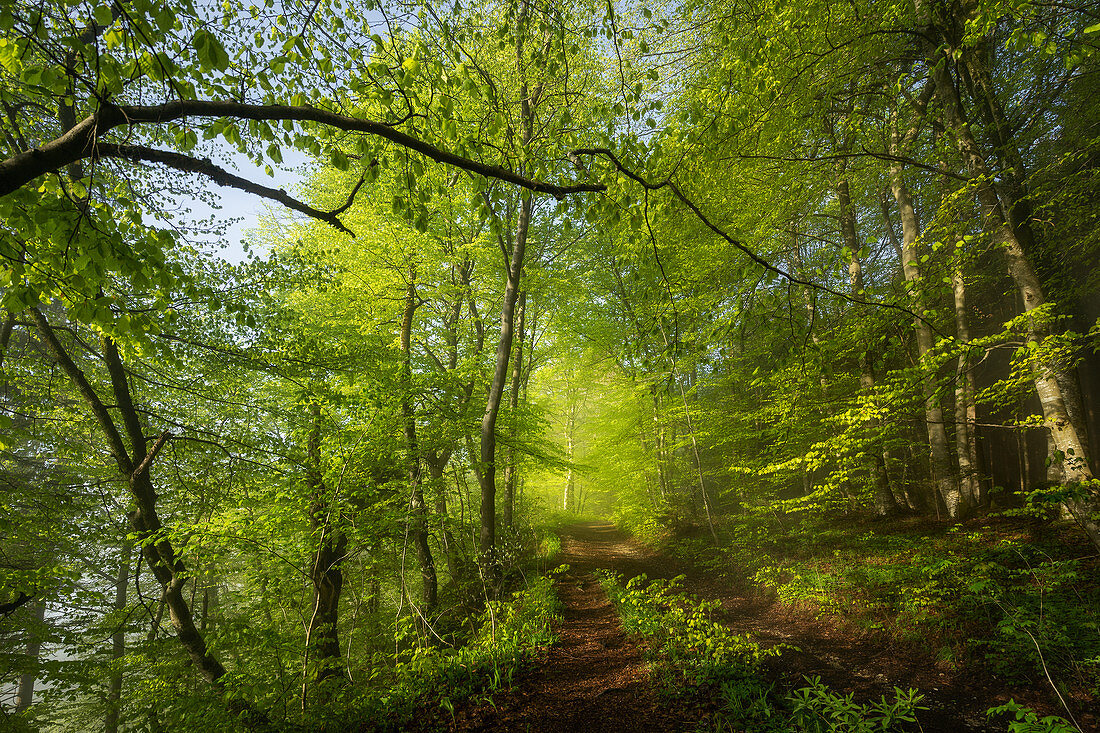 Morning walk in spring in the beech forest, Upper Bavaria, Bavaria, Germany