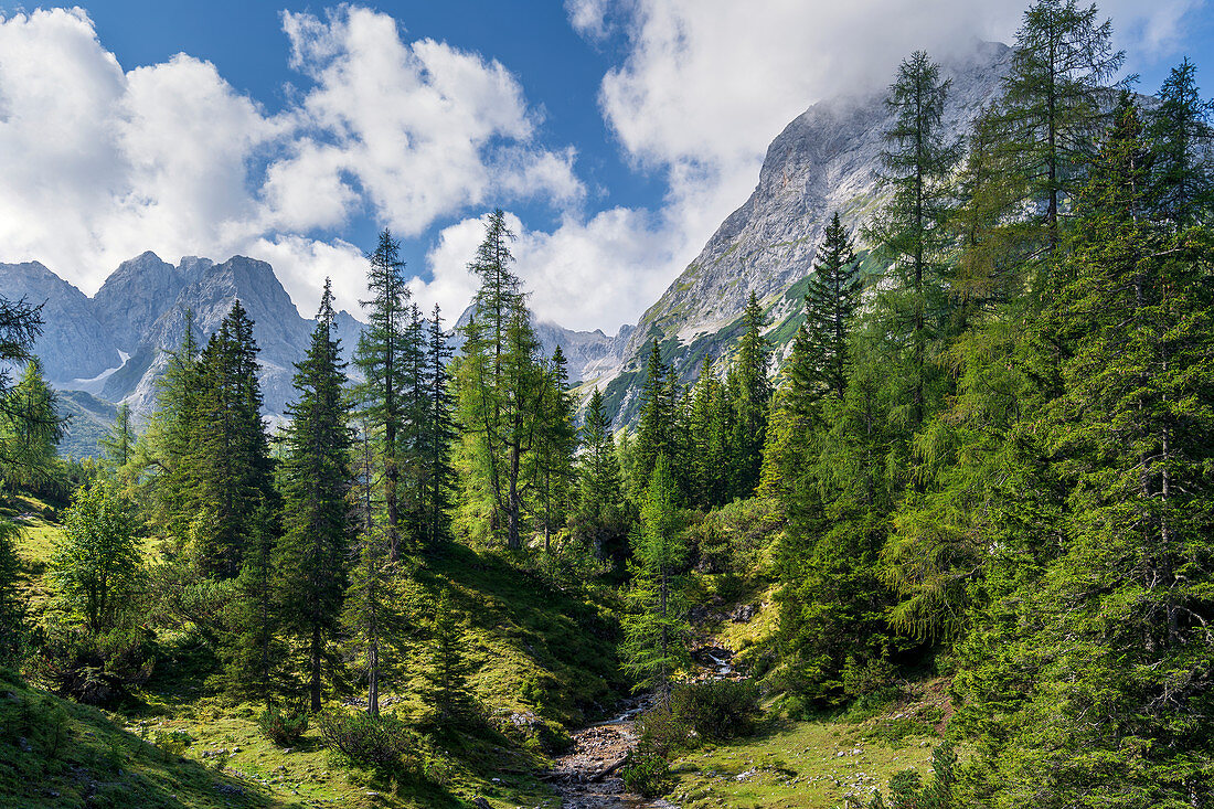 Bergwald untehalb des Seebensee, Ehrwald, Tirol, Österreich