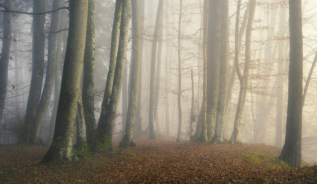 Novembermorgen in einem Buchenwald, Bayern, Deutschland