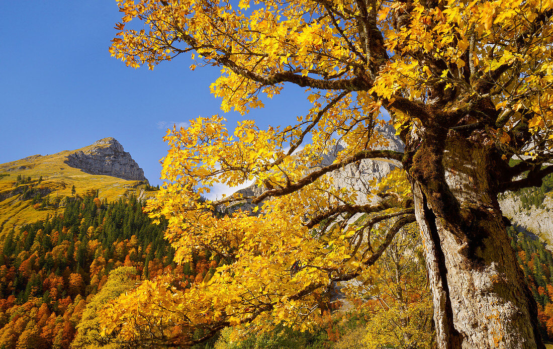 Sycamore maple in the Karwendel in autumn, Eng Alm, Hinterriß, Karwendel, Tyrol, Austria