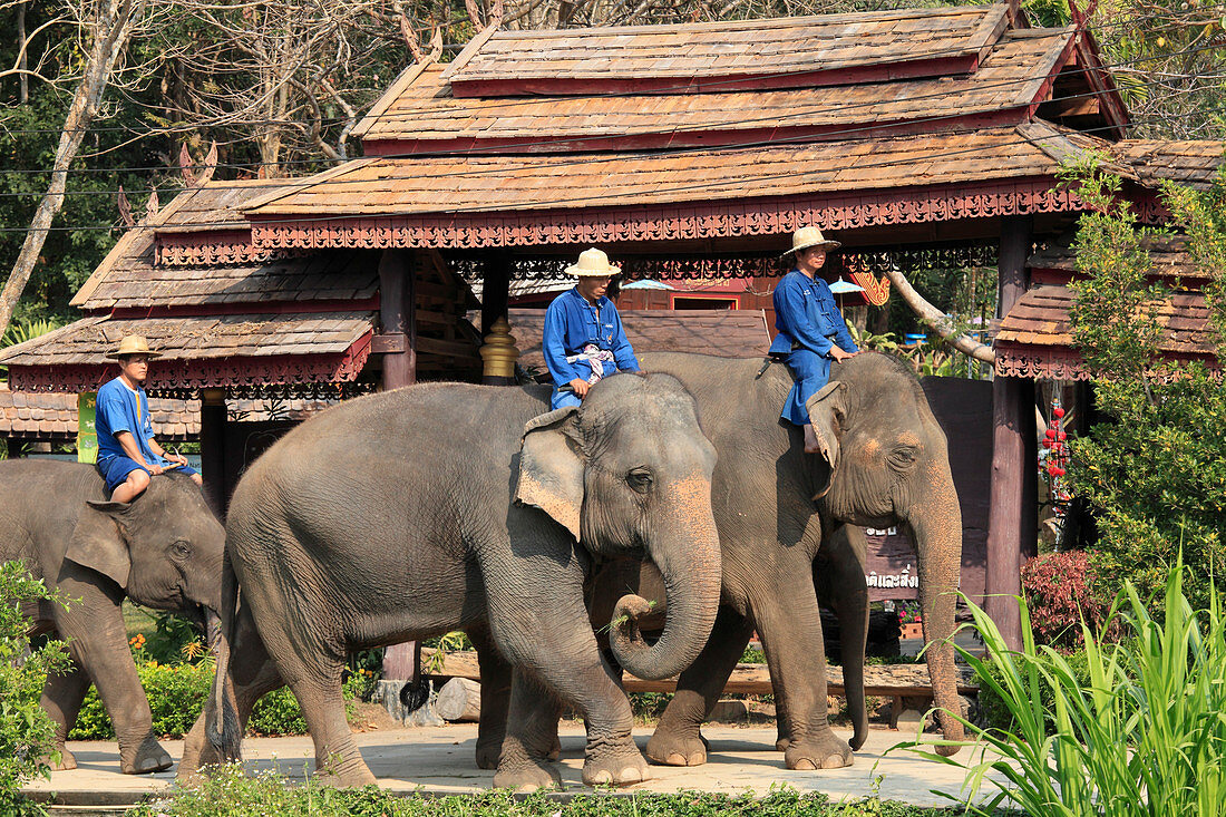 Thailand, Lampang, Elefantenschutzzentrum, asiatische Elefanten, Elephas maximus