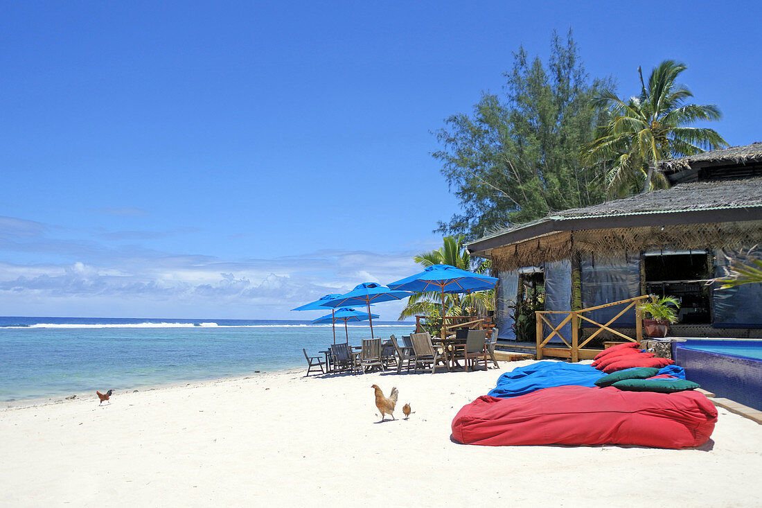 Hühner laufen am leeren tropischen Inselstrand in Rarotonga auf den Cookinseln