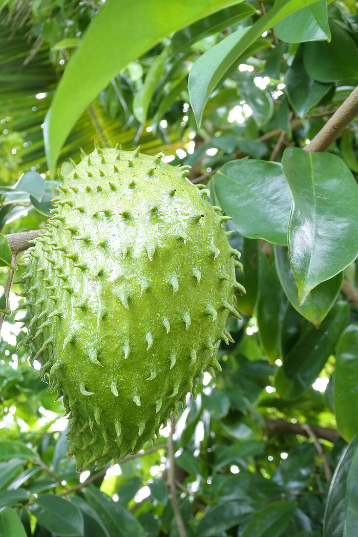 Stachelannone wächst auf dem Baum in Rarotonga auf den Cookinseln, sie werden in der Alternativmedizin zur Krebsbehandlung verwendet.