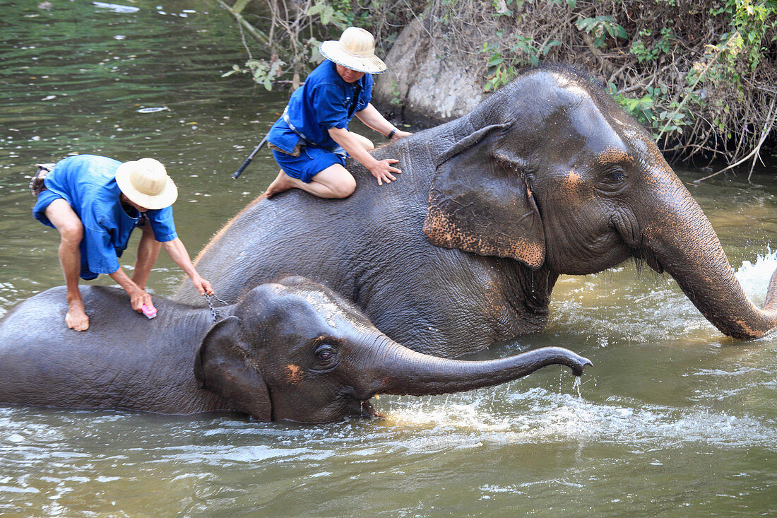Thailand, Lampang, Elephant Conservation Centre, asian elephants, elephas maximus, 