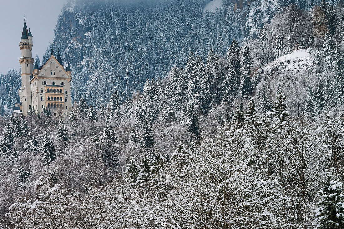Schloss Neuschwanstein aus dem 19. Jahrhundert  oberhalb von Hohenschwangau bei Füssen, Bayern, Deutschland