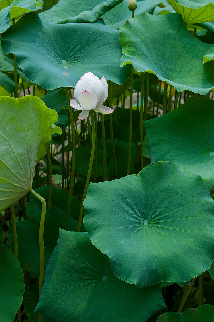 A Lotus flower in Sanxingdui near Chengdu, Sichuan Province in China.