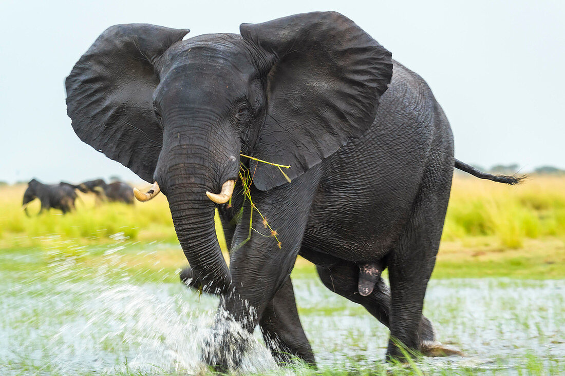 Elefant geht durch Wasser, Chobe National Park, Botswana, Afrika