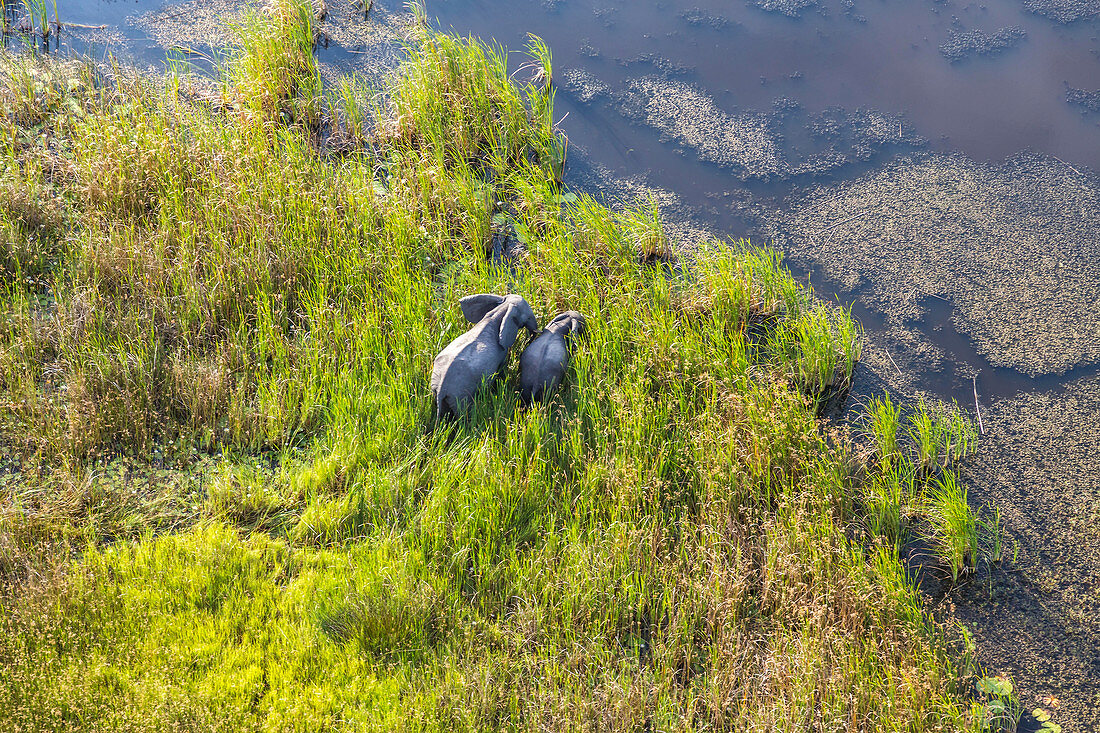 Luftaufnahme vom Elefanten, Okavango Delta, Botswana, Afrika