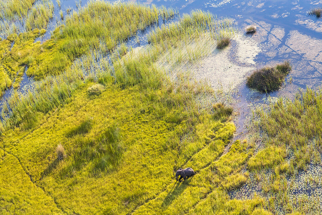 Aerial view of elephant, Okavango Delta, Botswana, Africa