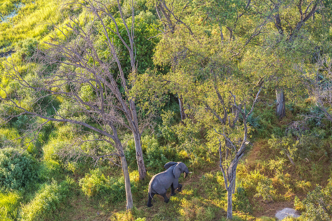 Aerial view of elephant, Okavango Delta, Botswana, Africa