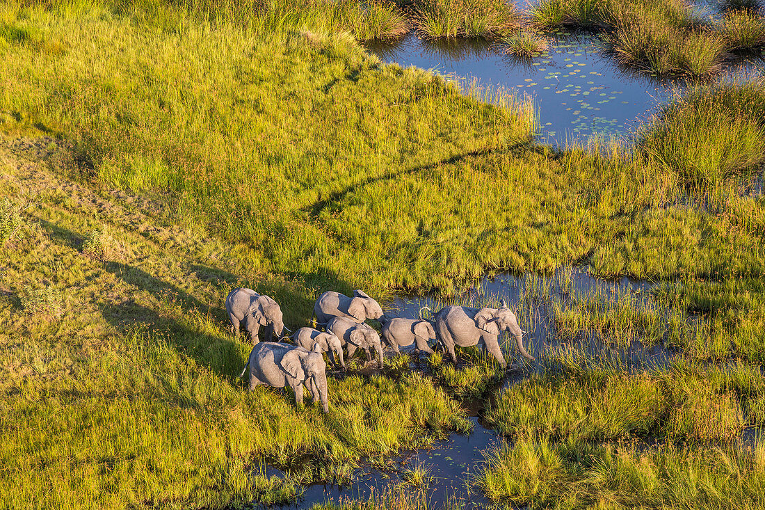 Luftaufnahme einer Herde von Elefanten, Okavango Delta, Botswana, Afrika