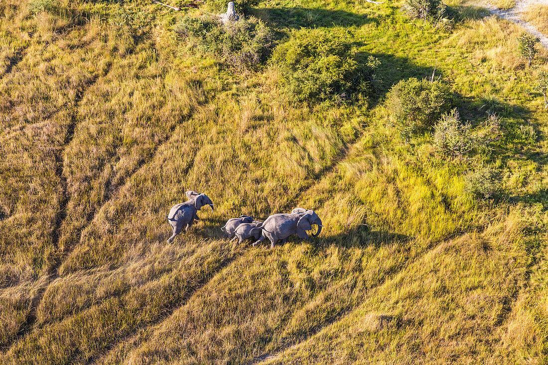 Aerial view of elephants, Okavango Delta, Botswana, Africa