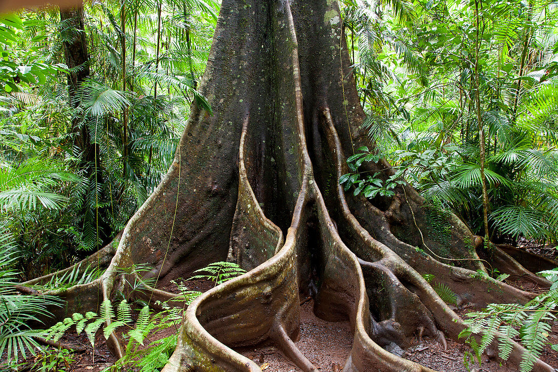 Buttress Roots Of A Rainforest Tree License Image 71343866 Image 