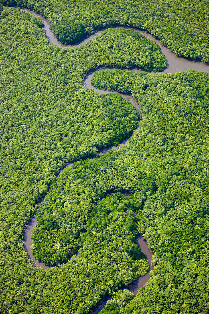 Luftaufnahme des Regenwaldes, Daintree River, Daintree-Nationalpark, Queensland Australien