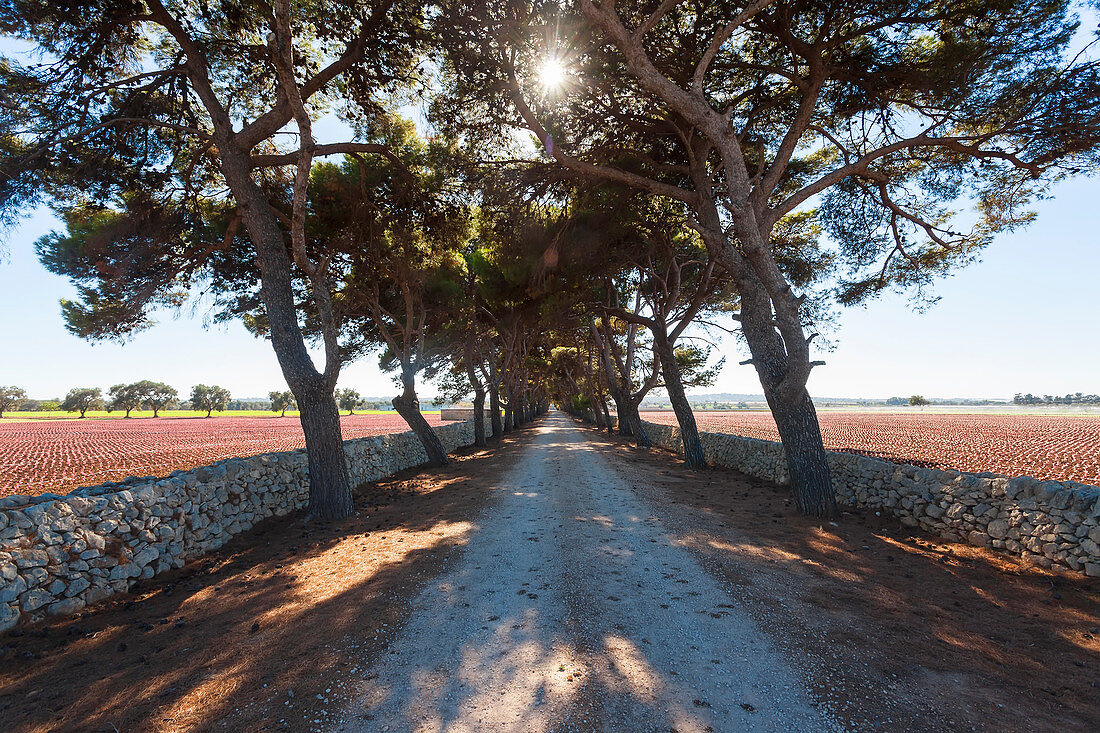 Track, Apulia, Puglia, Italy