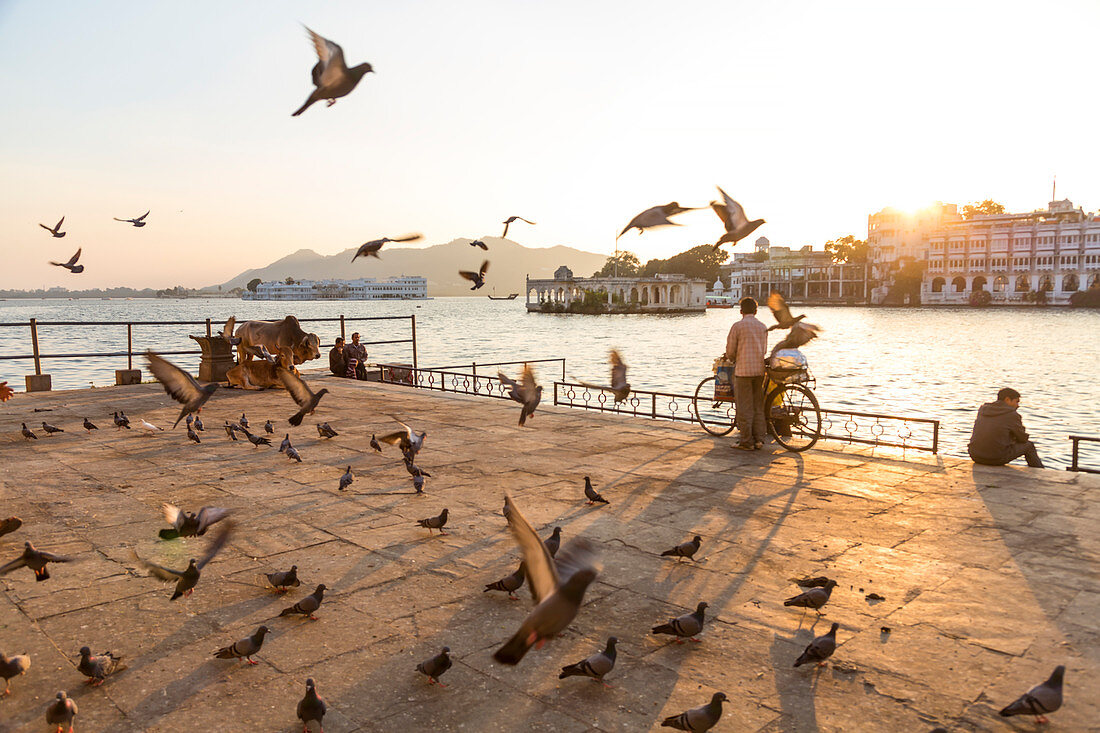 Pigeons flying at temple at sunset by Pichola Lake, Udaipur, Rajasthan, India