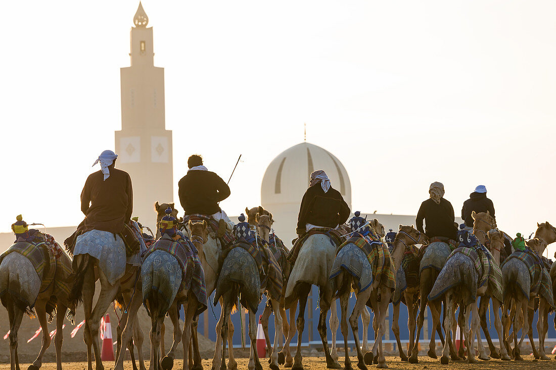 Kamele im Training auf der Rennstrecke mit Moschee, Dubai, Vereinigte Arabische Emirate, VAE